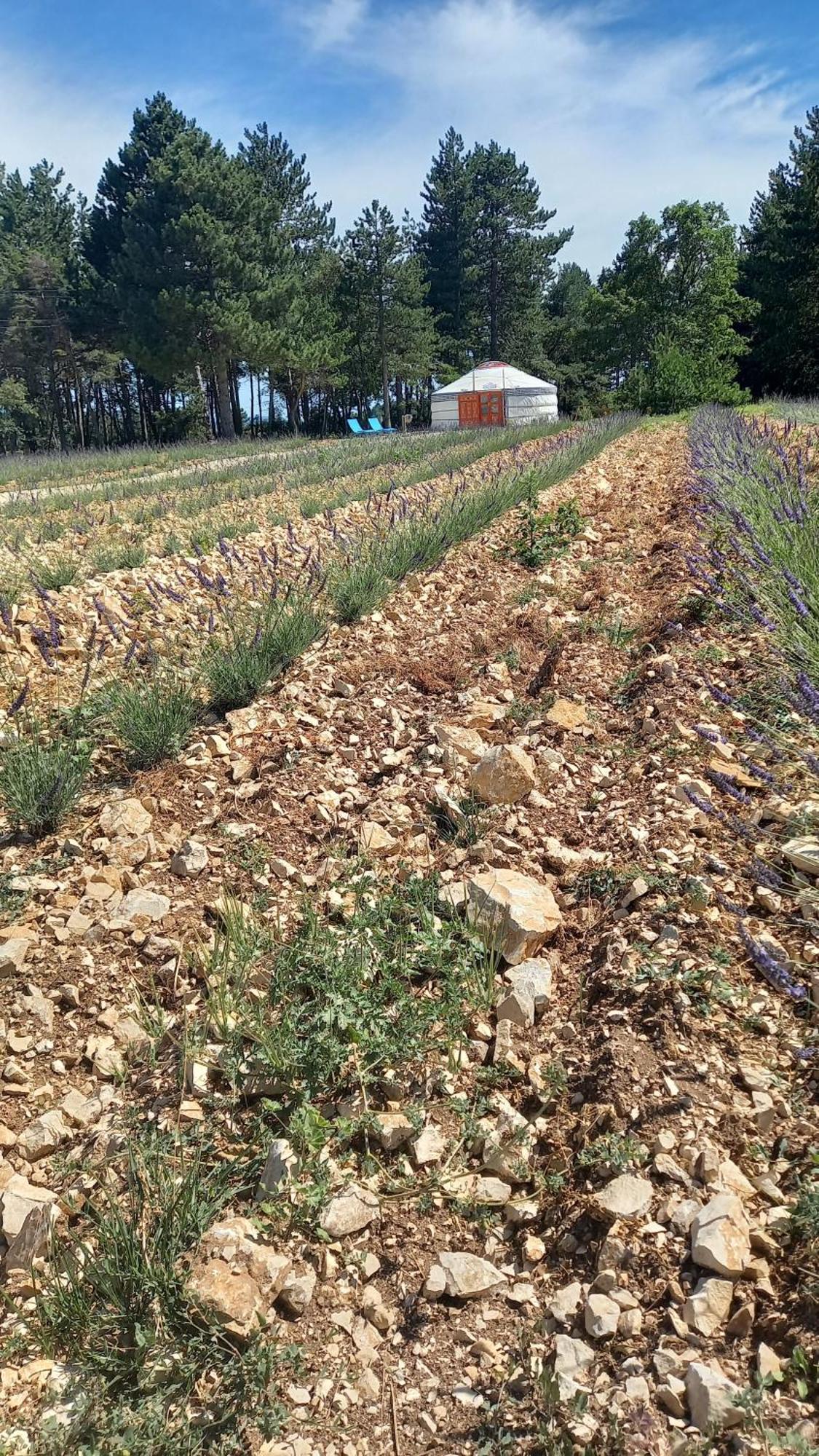 A Ventoux Yourte Monieux Exterior photo